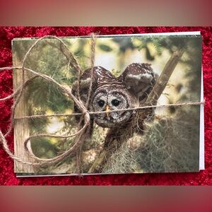 Set of 3 - Handcrafted Photo Greeting Cards - Barred Owl - Set of 3